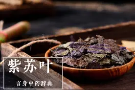 紫苏叶（发散风寒药）图片