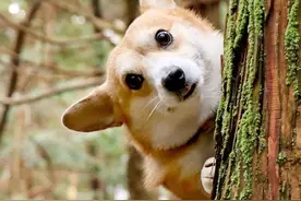 “柯基犬”价格大跌，为何养的人却越来越少？图片