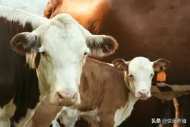 养母牛要做好5点，才能产后不空栏，一年产一头牛犊图片