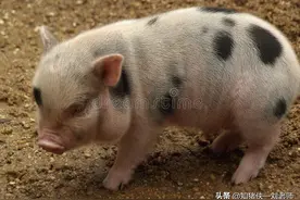 猪场拉稀十几种，分得清才能止得住图片