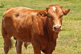 买牛秘诀：切记“长牛短马”，买牛要买“两长”图片