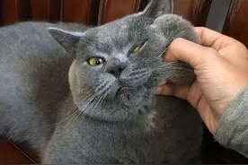 “蓝猫”是一种神奇的猫，让人爱不释手，越养越上瘾图片