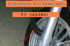 惠州钓友夜钓回家，竟与一条眼镜蛇一路同行，钓友：头就在我脚边图片