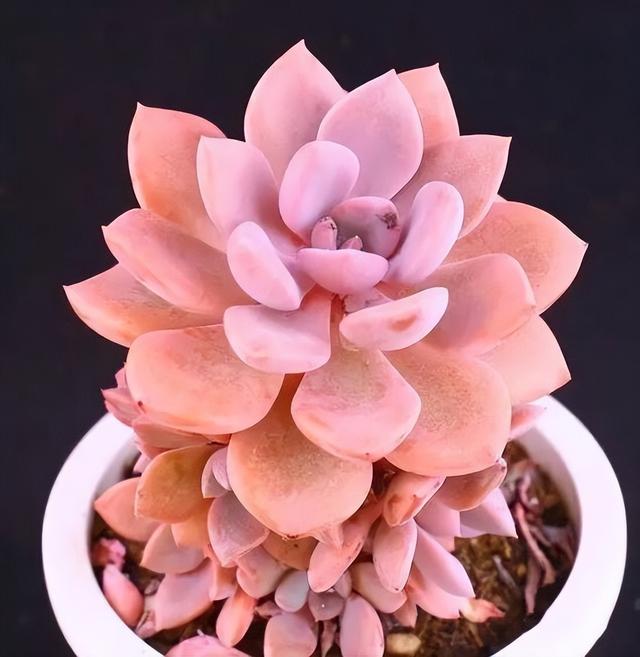 270种常见多肉图谱，一分钟认全！