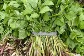 东北早市“山野菜”21种，你见过几个？图片