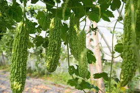 苦瓜的好邻居和坏邻居？看看你种对了没有图片