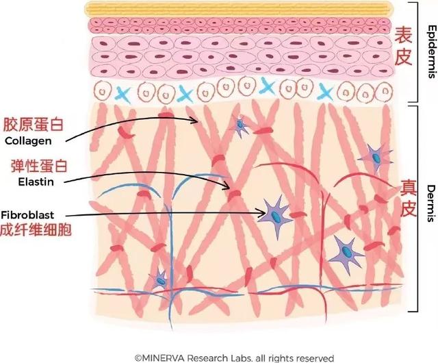 胶原蛋白肽哪里有卖 胶原蛋白肽在哪能买到