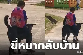 泰国油价持续上涨，男孩骑狗上学走红网络图片