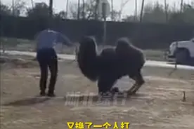 商区古城骆驼遭“棍棒伺候”，骆驼不停哀嚎屈膝求饶，旁人制止被置若罔闻图片