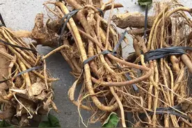 表妹嫁到广东，半年瘦了20斤，吐槽婆婆用树根炖汤，网友：不识货图片