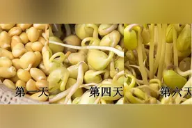 四年级上册语文第三单元习作：写观察日记之《黄豆发芽记》范文图片