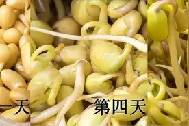 四年级上册语文第三单元习作：写观察日记之《黄豆发芽记》范文图片