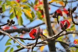 春日红棉的“头啖汤”，美翻了！广州最佳赏花路线快约起图片