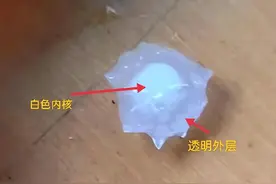 上海下了一场“经典”的冰雹，雹体层次分明，里面有白核外面透明图片