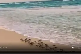 哈哈能看一天！预判了大海的预判 鹬鸟随浪花奔跑跟动画片一模一样图片