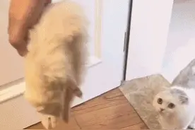 猫咪以为好朋友去世，伤心到不吃不喝，结果朋友“诈尸”了图片