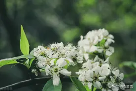​仲春惊蛰花信之棠梨古诗六首：棠梨花开满山白，野花开到白棠梨图片