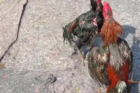 斗鸡爱好者，养斗鸡很多年了图片