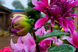 “日子好不好，家中花门前草”，老祖宗的经验之谈，有道理！图片