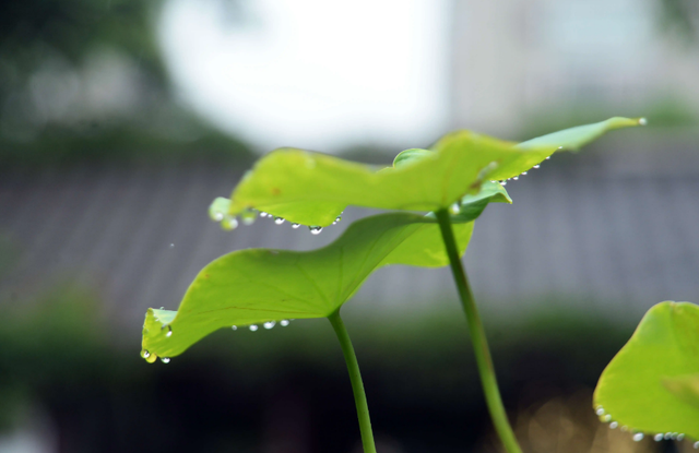 「诗词鉴赏」夏天的那场大雨，那些大雨的诗词，大气磅礴雄阔壮观