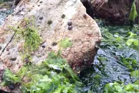 山东：女子模仿网红海边赶海，幻想收获满满，结果赶到了海鲜市场图片