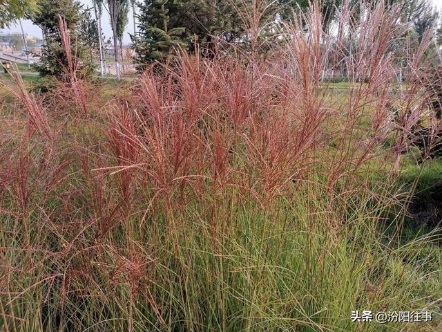 汾阳往事｜殷维明：美丽的禹门河