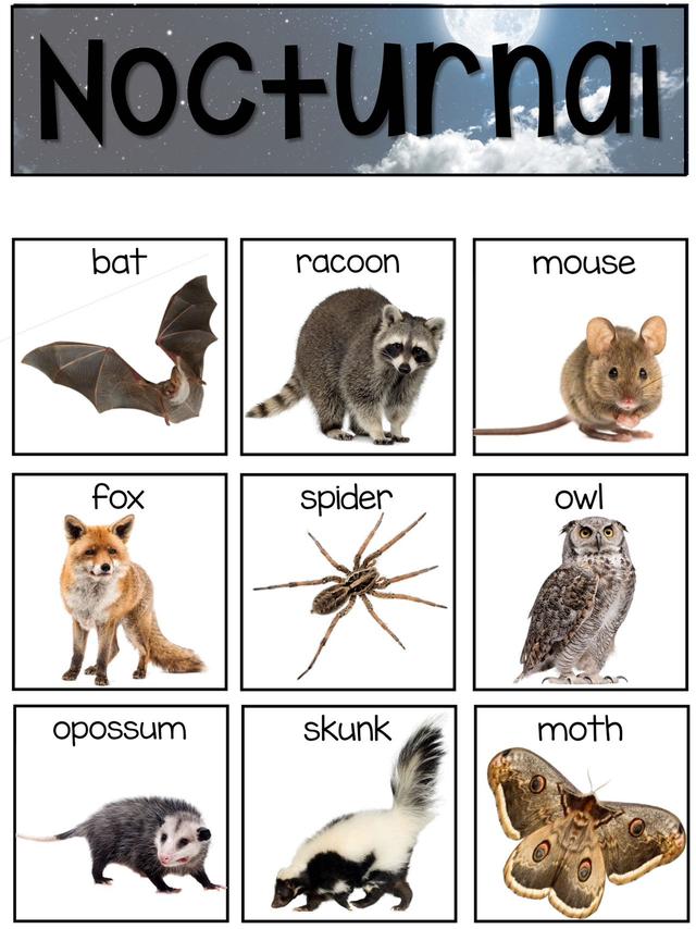 С��ѧ��̽��ϵ��֮ҹ�ж������׻�زİ�