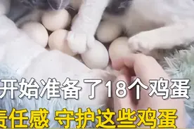 猫咪孵化出8只小鸡，女子想摸都不让：你也入戏太深了吧？图片