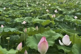 赏荷正当时！瑞安这个村的50多亩荷花竞相开放，邀你来赏图片