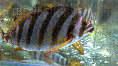 40头的花胶是几级 2025年花胶40头是什么意思?