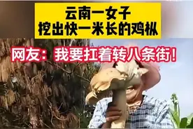 云南挖出1米长巨型蘑菇！说出来你不信，蘑菇好吃只有白蚁才会种图片