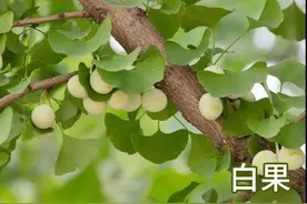 每天学习一味中药——白果图片