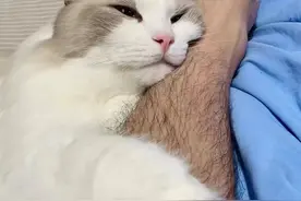 我俩的家庭成员之二：布偶猫 • 汤圆图片