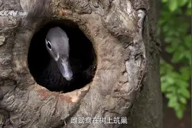 《地球脉动》第一季 (十一期全) - 下部 || 纪录片展播（20）图片