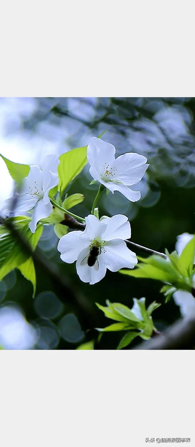 花卉照片高清图片大全 洁白无瑕的春花,让春天充满着纯洁与浪漫之美