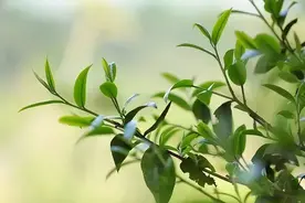 「茶」人在草木中，这个字是怎么演变的，茶的名字还有哪些？图片