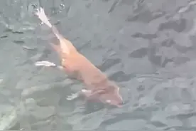 真·水猴子！三亚居民拍到猴子潜水画面，网友：第一次见，震惊了图片