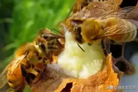 “十问”蜂王浆，蜂王浆营养，功效，效果图片