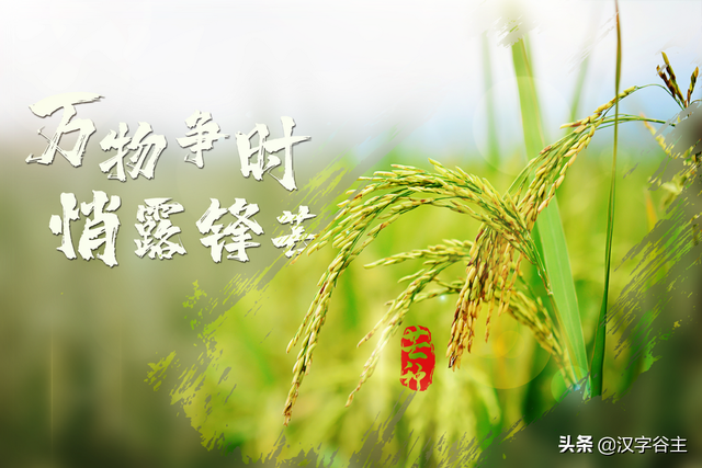 汉字节气：“芒种”也“忙”也“亡”，理解“芒”字思维表达