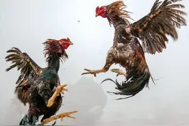 在鸡脚上绑刀片让鸡厮杀！血腥的斗鸡文化，为何能延续上千年？图片