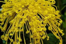 一杯菊花茶降火除燥，护眼消乏图片