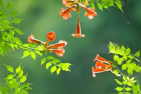 拍的花朵“没有味儿”？学习5个摄影方法，让你的照片更有看点图片