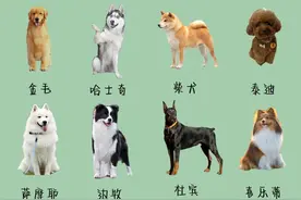 想养狗？到底应该怎么选？图片