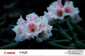 洗马潭杜鹃图片