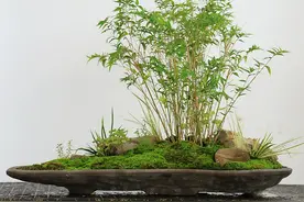 家里养5种“吉祥竹”，富贵不俗，好日子节节高升图片