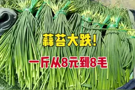 蒜苔一天一个价，一周下跌75%，一月从8元跌到8毛，咋回事？图片