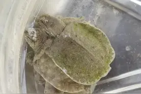 小乌龟可以长时间呆在水里吗？图片