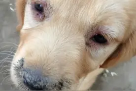 犬瘟热的诊断和治疗图片