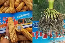 高产玉米品种中科玉505，稳产和适应环境强，亩产1500到2600斤图片