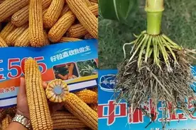 高产玉米品种中科玉505，稳产和适应环境强，亩产1500到2600斤图片